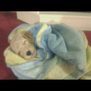 Meet your Posher, Amiya